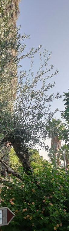 Zappa Amphi Shuni-Binyamina-Giv'at Ada