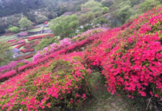 Shiibae Park景点图片