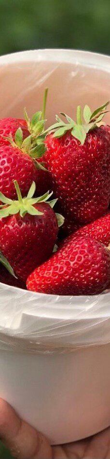 Ricardoes Tomatoes-Blackmans Point