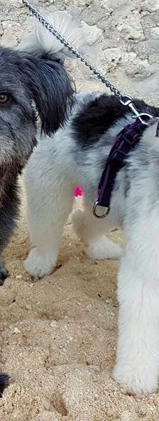 Tingko Beach-阿尔科伊