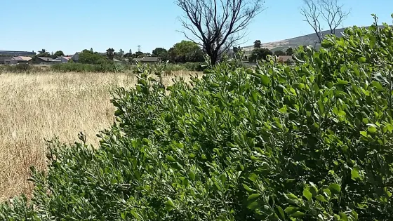 Bothasig Fynbos Nature Reserve