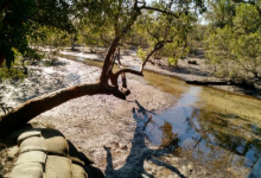 Myora Springs Conservation Area景点图片