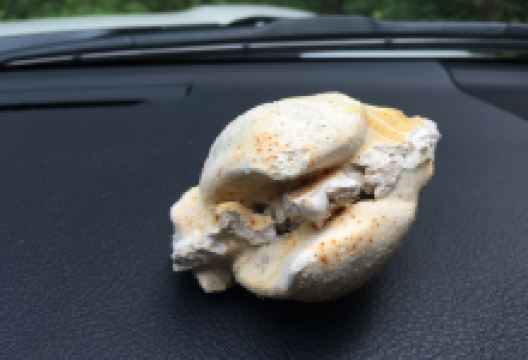 Ammonite Valley景点图片