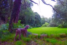 Claudy Country Park景点图片