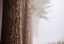 Bawtry Forest景点图片