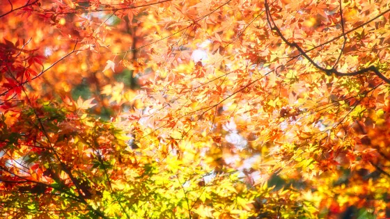 赤阪山公園
