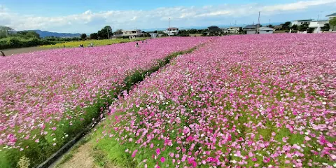 河村ひまわり園