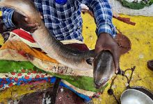 Fish market Nanded购物图片
