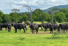 Nyerere National Park景点图片