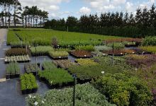 Landscape Essentials Nursery购物图片