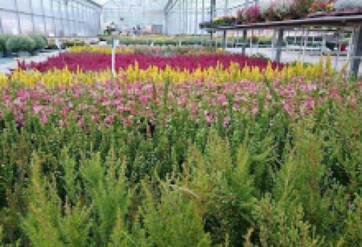 Jardinerie Des Alpes购物图片