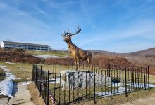 The Elk on the Trail景点图片