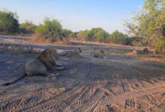 REAL AFRICA SAFARIS景点图片