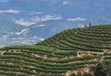 仙湖老屋宝仔茶园购物图片