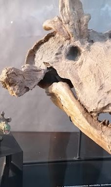 Musee des Dinosaures 'Dinosauria'-埃斯佩拉扎