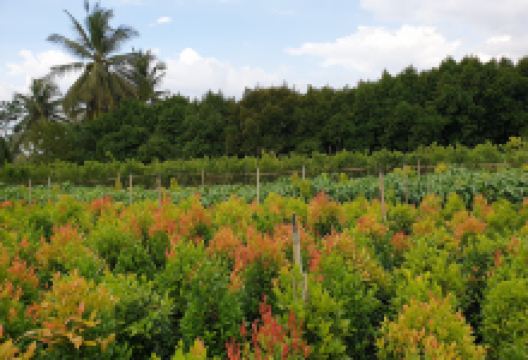 Vườn lan Tấn Hiển购物图片