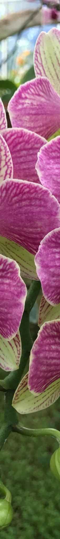 Orquidario de Morelia-莫雷利亚