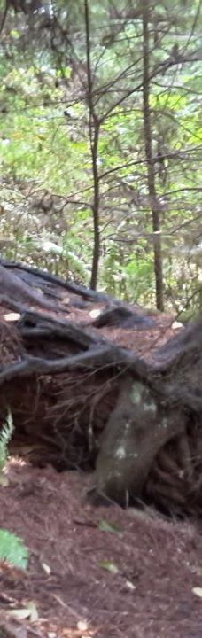 灯塔公园-西温哥华