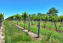 Cayuga Lake Wine Trail景点图片