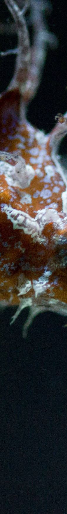 Seaquarium-勒格罗－迪鲁瓦