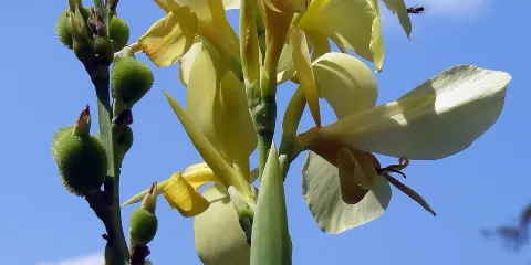 Willowwood Arboretum