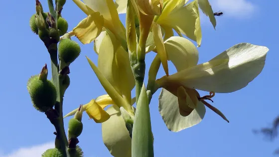 Willowwood Arboretum