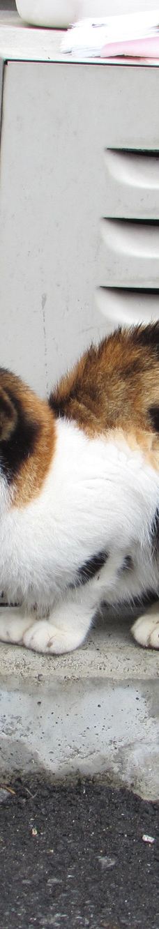 Gotanjoji Temple-越前市