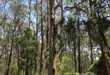 Morwell National Park景点图片