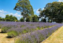 Lavender Backyard Garden景点图片