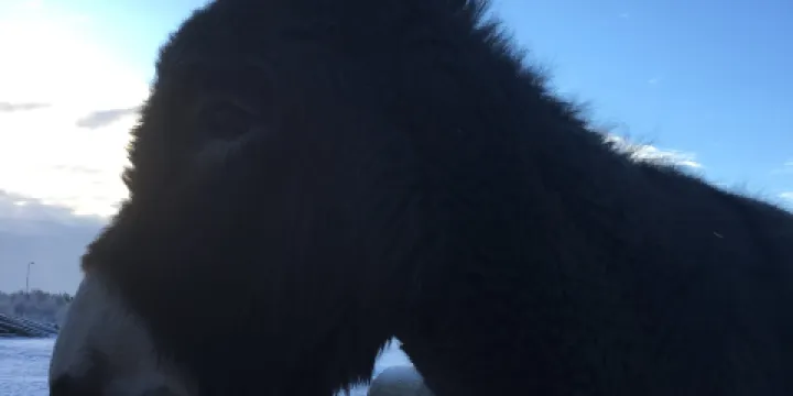 BjorkagArd smAdjurstallet