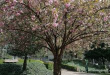 Jardin archeologique de Lisieux景点图片