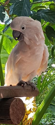 Ton Pring Waterfall-泰孟