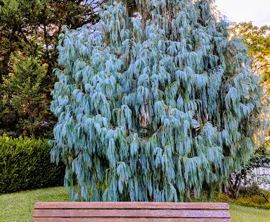 Macarthur Park