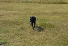Town Of Strathmore Dog Park景点图片