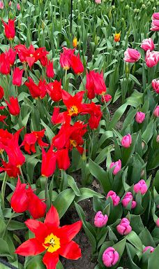 Willem - Alexander Pavilion-利瑟