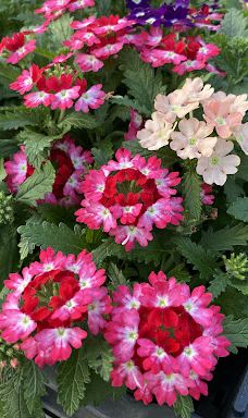 Kiss Virágkertészet, Békéscsaba-贝凯什乔包