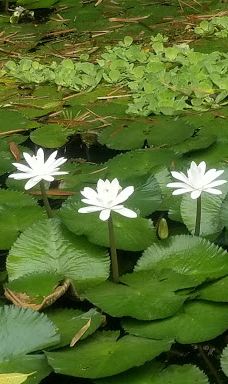 Cacao Trails - Museo de Cacao-Talamanca