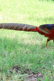 Bandarabbas Birdgarden-阿巴斯港