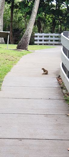 Waianapanapa Campground-哈纳