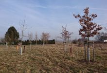 Lehrpfad Bäume uns Wiese景点图片