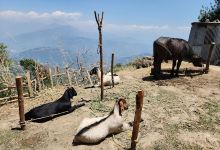 Nagarkot Panoramic Hiking Trail景点图片