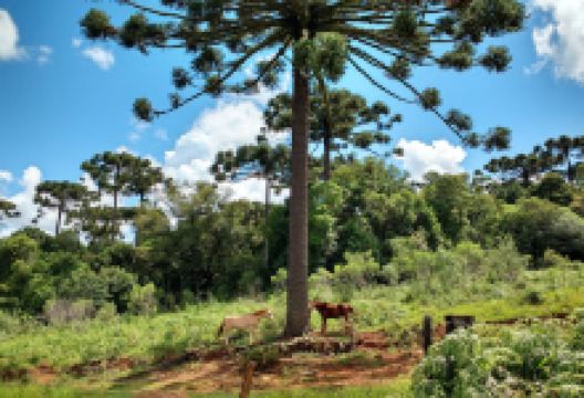 阿劳卡里亚斯国家公园景点图片