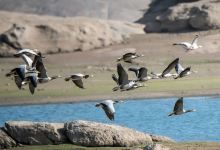 Jawai Safari Booking Camp景点图片