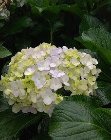 Arboretum Sumber Brantas-Bumiaji