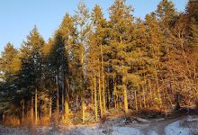 Hesbjerg Forest景点图片