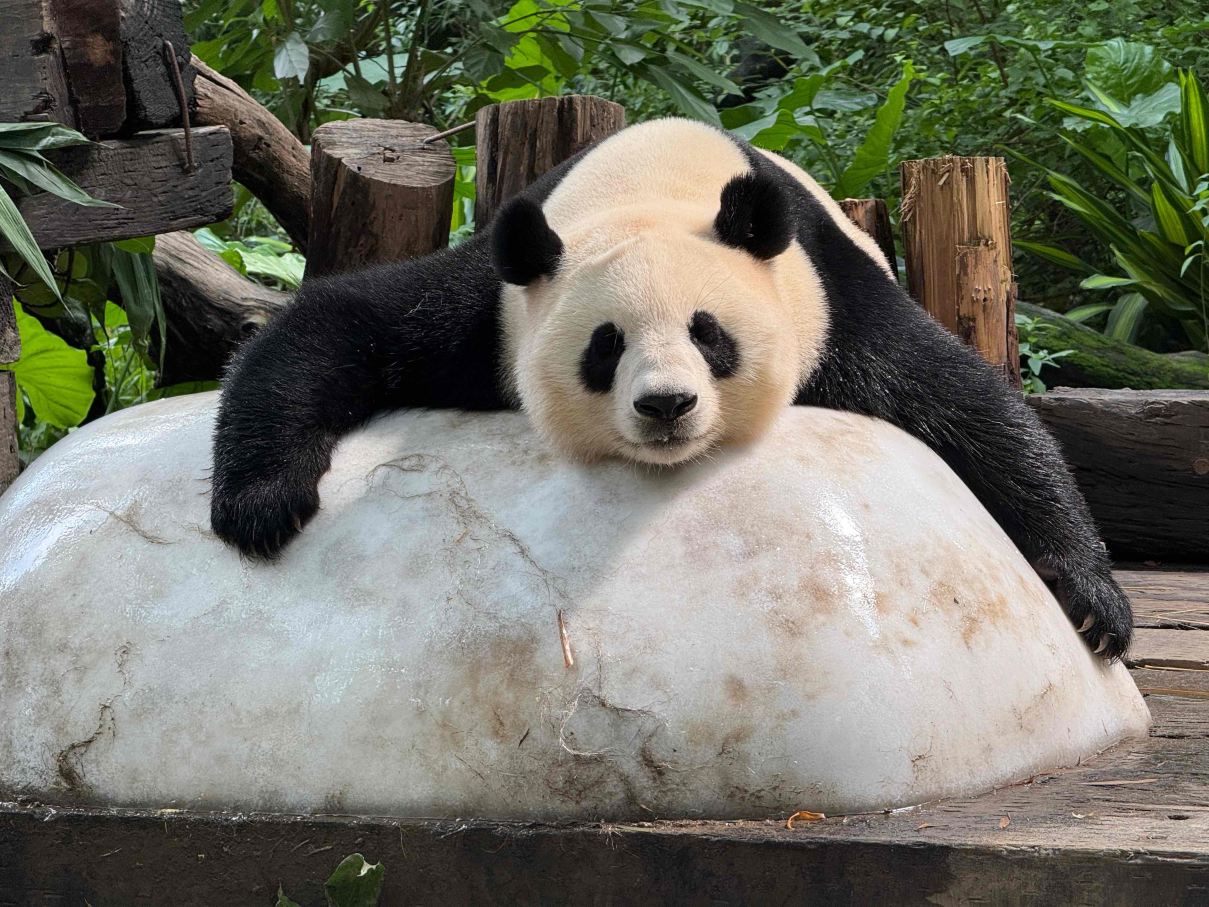 长隆野生动物世界景点图片 41