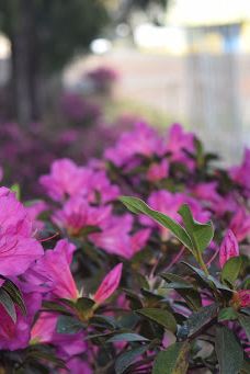 Praça da Colonização Menonita-库里提巴