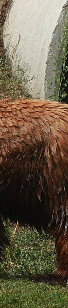 大熊湖动物园-大熊湖