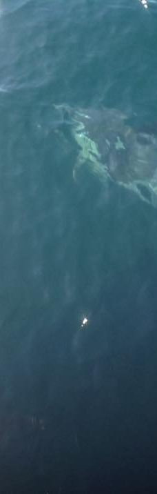 豪拉基湾-奥克兰