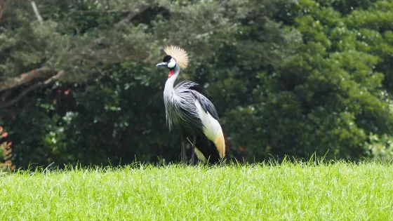 千葉市動物公園